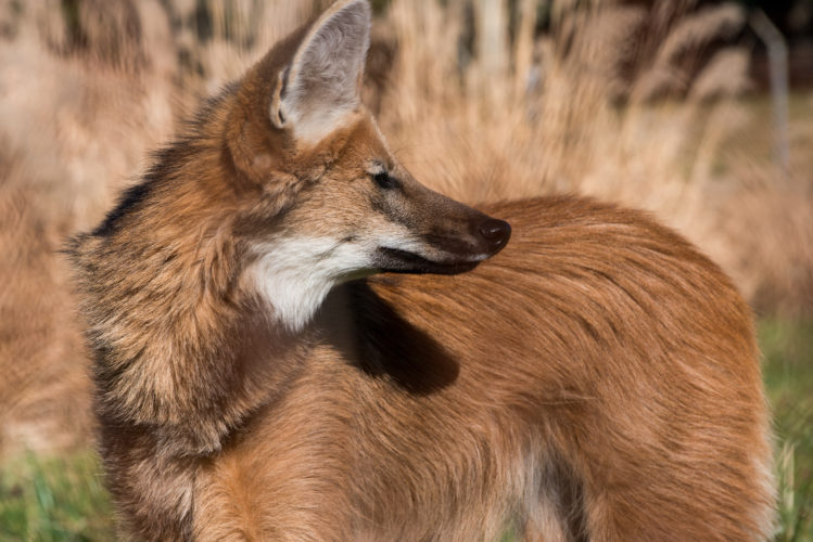 Close-up of maned wolf