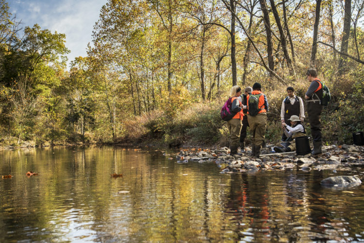 Group of students sampling wood turtles beside forested creek